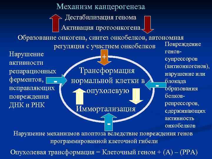 Механизмы канцерогенеза презентация