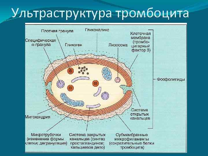 Ультраструктура тромбоцита 