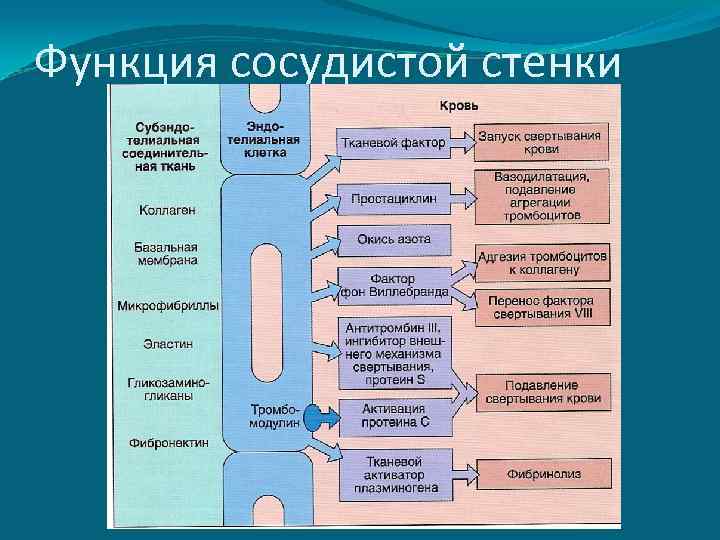 Функция сосудистой стенки 