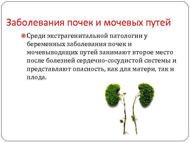 Заболевания почек и мочевых путей Среди экстрагенитальной патологии у беременных заболевания почек и мочевыводящих