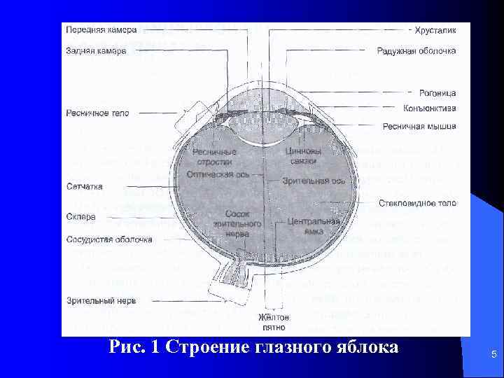 Рис. 1 Строение глазного яблока 5 