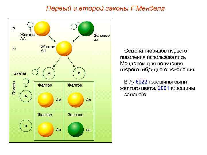 Первый и второй законы Г. Менделя Семена гибридов первого поколения использовались Менделем для получения