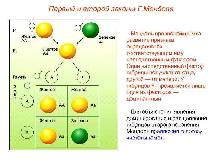 Первый и второй законы Г. Менделя Мендель предположил, что развитие признака определяется соответствующим ему