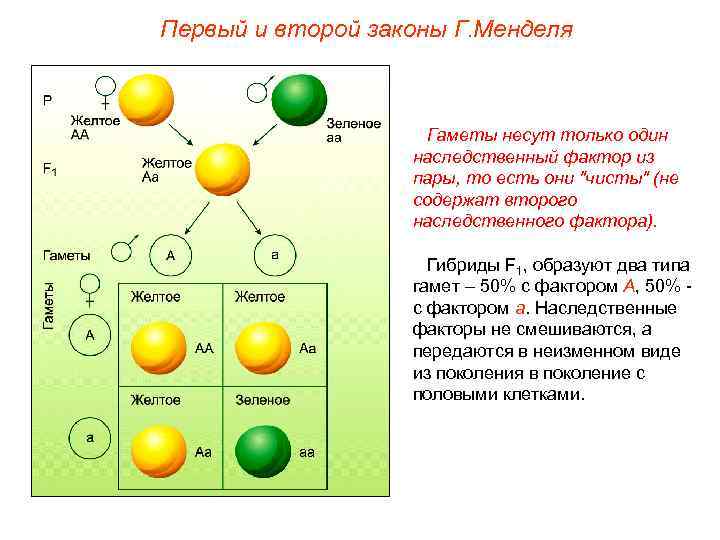 Первый и второй законы Г. Менделя Гаметы несут только один наследственный фактор из пары,