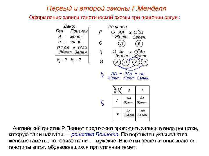 Первый и второй законы Г. Менделя Оформление записи генетической схемы при решении задач: Английский