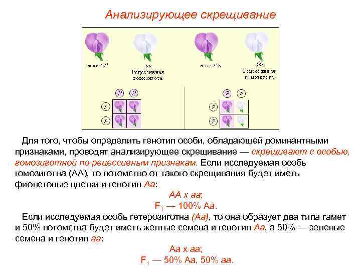 Анализирующее скрещивание Для того, чтобы определить генотип особи, обладающей доминантными признаками, проводят анализирующее скрещивание