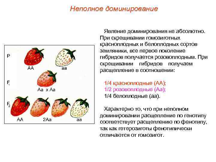 Неполное доминирование Явление доминирования не абсолютно. При скрещивании гомозиготных красноплодных и белоплодных сортов земляники,