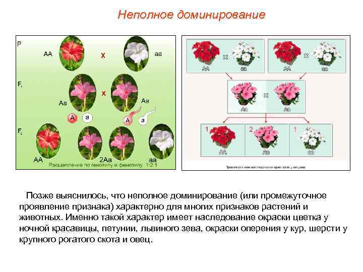 Неполное доминирование Позже выяснилось, что неполное доминирование (или промежуточное проявление признака) характерно для многих