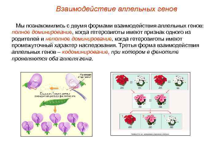 Взаимодействие аллельных генов Мы познакомились с двумя формами взаимодействия аллельных генов: полное доминирование, когда