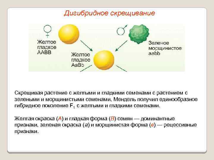 Анализирующее дигибридное скрещивание схема