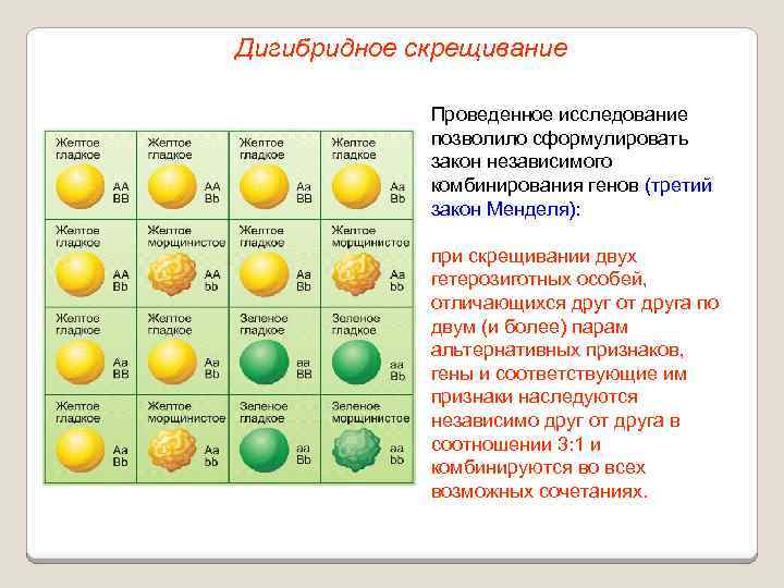 Дигибридное скрещивание Проведенное исследование позволило сформулировать закон независимого комбинирования генов (третий закон Менделя): при