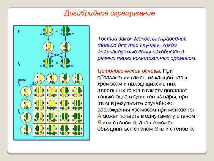 Дигибридное скрещивание третий закон менделя 10 класс презентация