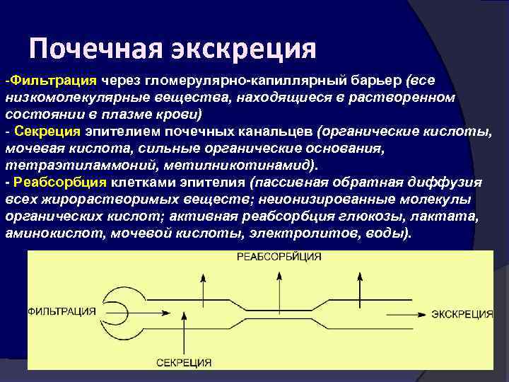 Почечная экскреция -Фильтрация через гломерулярно-капиллярный барьер (все низкомолекулярные вещества, находящиеся в растворенном состоянии в