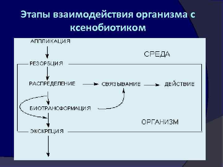 Этапы взаимодействия организма с ксенобиотиком 