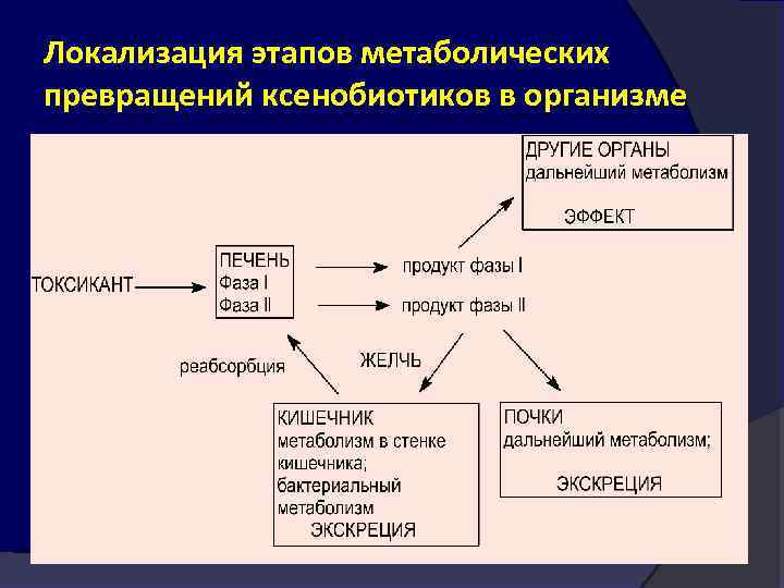 Локализация этапов метаболических превращений ксенобиотиков в организме 