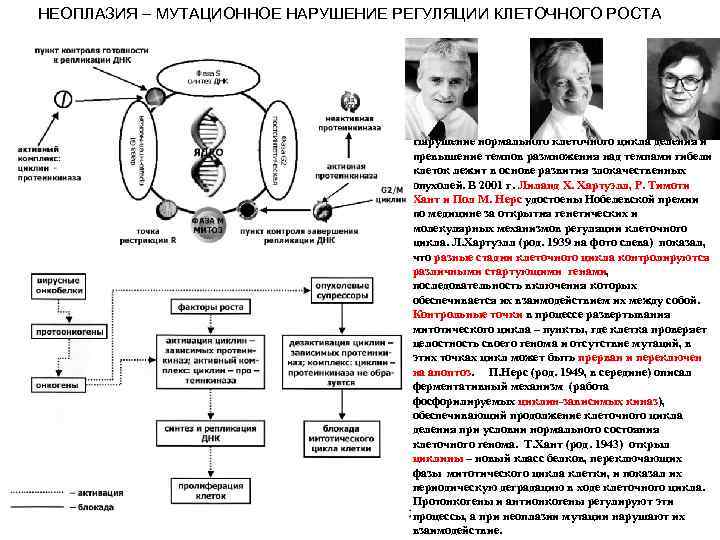 НЕОПЛАЗИЯ – МУТАЦИОННОЕ НАРУШЕНИЕ РЕГУЛЯЦИИ КЛЕТОЧНОГО РОСТА Нарушение нормального клеточного цикла деления и превышение