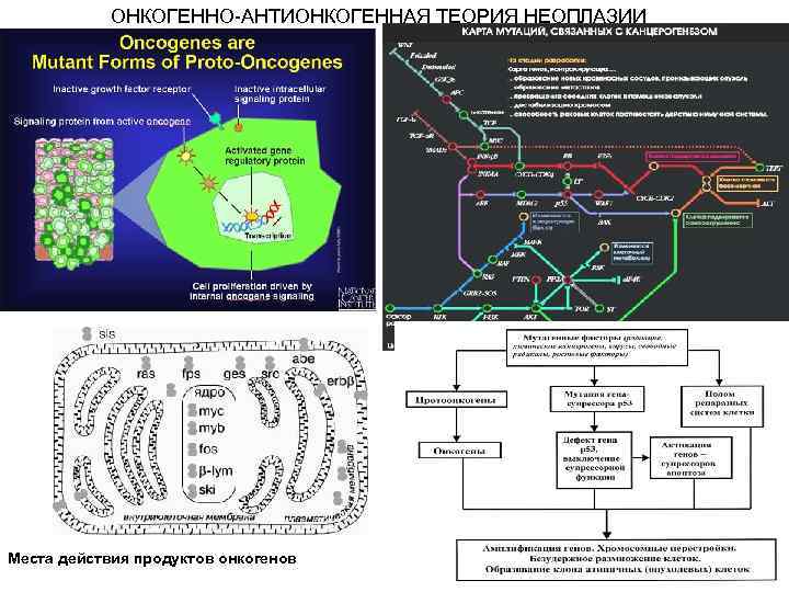 ОНКОГЕННО-АНТИОНКОГЕННАЯ ТЕОРИЯ НЕОПЛАЗИИ Места действия продуктов онкогенов 