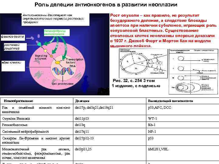 Роль делеции антионкогенов в развитии неоплазии Рост опухоли – как правило, не результат безудержного