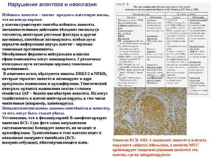 Нарушения апоптоза и неоплазия Избежать апоптоза – значит продлить клеточную жизнь, что не всегда