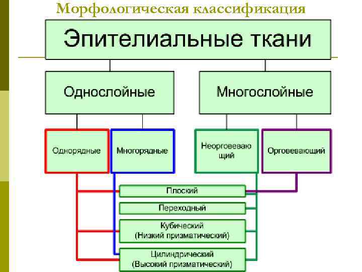 Морфологическая классификация 