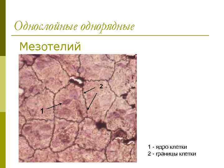 Однослойные однорядные Мезотелий 2 1 1 - ядро клетки 2 - границы клетки 