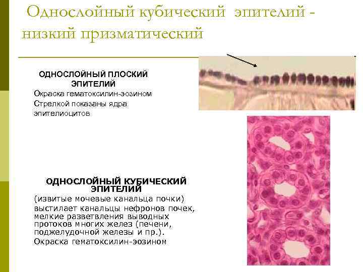 Однослойный кубический эпителий рисунок с обозначениями