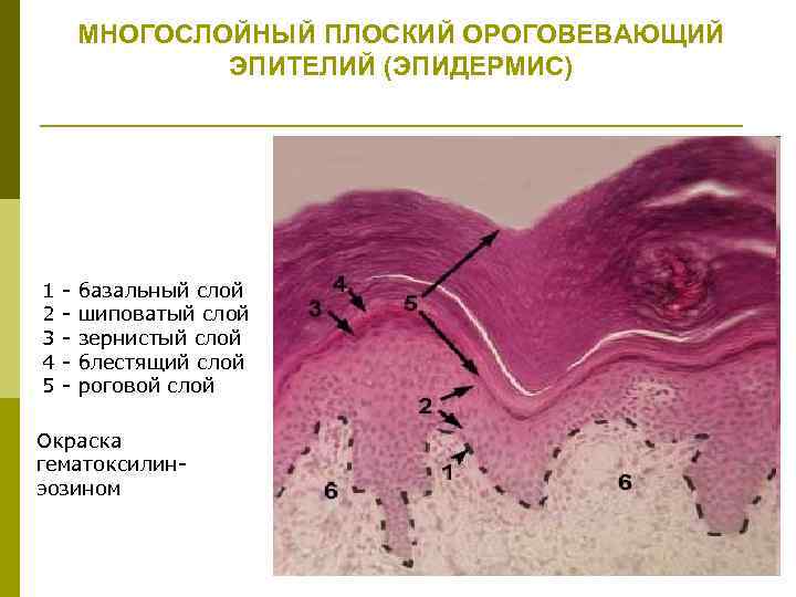 МНОГОСЛОЙНЫЙ ПЛОСКИЙ ОРОГОВЕВАЮЩИЙ ЭПИТЕЛИЙ (ЭПИДЕРМИС) 1 - базальный слой 2 - шиповатый слой 3