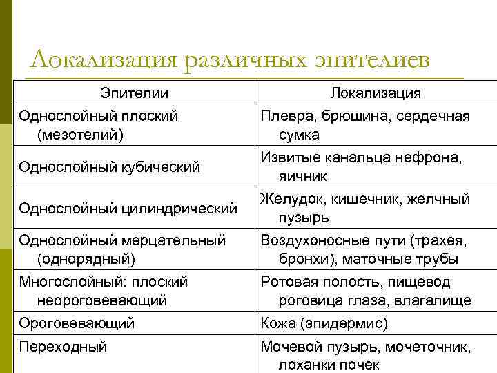 Локализация различных эпителиев Эпителии Локализация Однослойный плоский (мезотелий) Плевра, брюшина, сердечная сумка Однослойный кубический