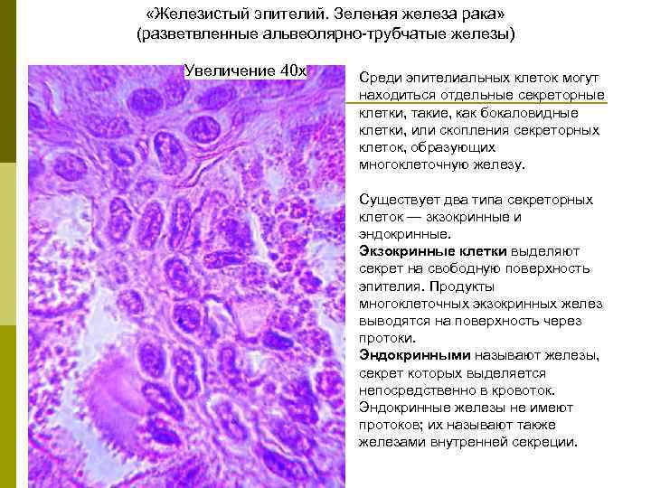  «Железистый эпителий. Зеленая железа рака» (разветвленные альвеолярно-трубчатые железы) Увеличение 40 х Среди эпителиальных