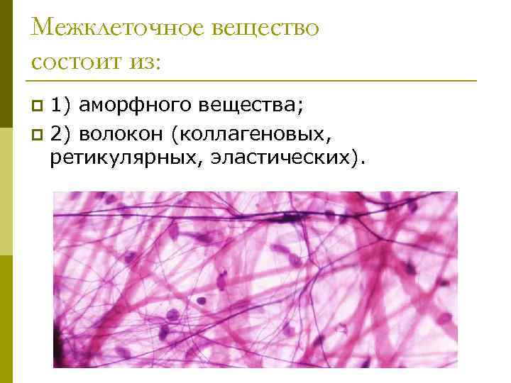 Межклеточное вещество состоит из: 1) аморфного вещества; p 2) волокон (коллагеновых, ретикулярных, эластических). p