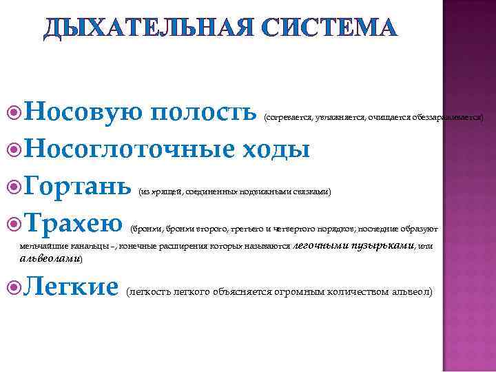 ДЫХАТЕЛЬНАЯ СИСТЕМА Носовую полость Носоглоточные ходы Гортань Трахею (согревается, увлажняется, очищается обеззараживается) (из хрящей,