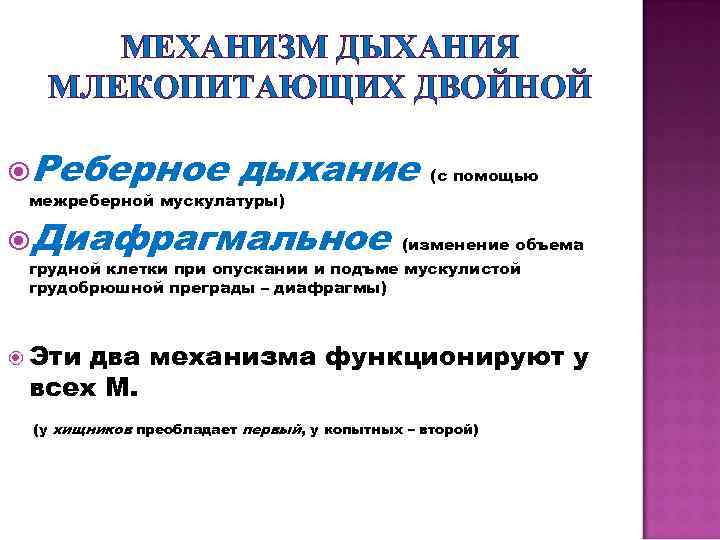 МЕХАНИЗМ ДЫХАНИЯ МЛЕКОПИТАЮЩИХ ДВОЙНОЙ Реберное дыхание (с помощью межреберной мускулатуры) Диафрагмальное (изменение объема грудной