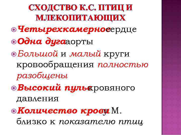 Черты сходства птиц. Общая характеристика птиц и млекопитающих. Сходства и различия млекопитающих и птиц. Сходства птиц и млекопитающих. Общие признаки птиц и млекопитающих.