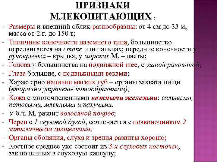 ПРИЗНАКИ МЛЕКОПИТАЮЩИХ : • • • Размеры и внешний облик разнообразны: от 4 см