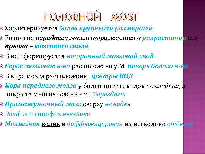 Характеризуется более крупными размерами Развитие переднего мозга выражается в разрастании его крыши – мозгового