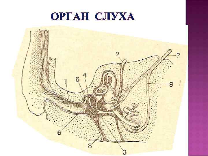 ОРГАН СЛУХА 