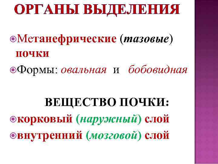 ОРГАНЫ ВЫДЕЛЕНИЯ Метанефрические (тазовые) почки Формы: овальная и бобовидная ВЕЩЕСТВО ПОЧКИ: корковый (наружный) слой