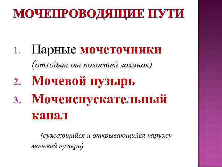 МОЧЕПРОВОДЯЩИЕ ПУТИ 1. Парные мочеточники (отходят от полостей лоханок) 2. 3. Мочевой пузырь Мочеиспускательный