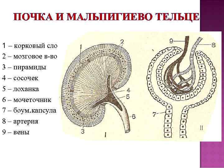 ПОЧКА И МАЛЬПИГИЕВО ТЕЛЬЦЕ 1 – корковый слой 2 – мозговое в-во 3 –