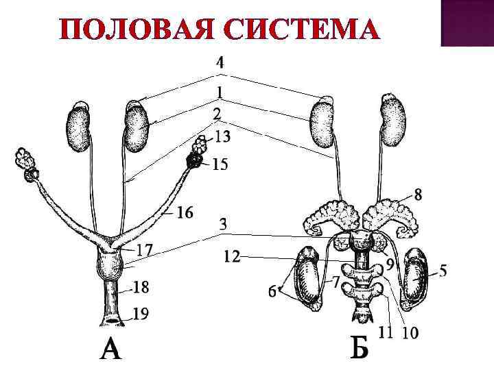 ПОЛОВАЯ СИСТЕМА 