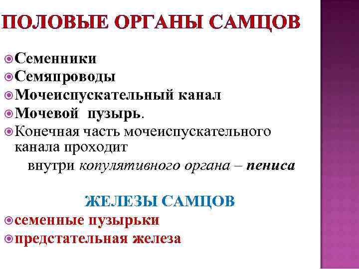 ПОЛОВЫЕ ОРГАНЫ САМЦОВ Семенники Семяпроводы Мочеиспускательный канал Мочевой пузырь. Конечная часть мочеиспускательного канала проходит