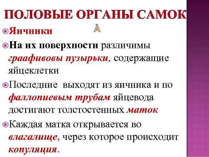 ПОЛОВЫЕ ОРГАНЫ САМОК Яичники На их поверхности различимы граафивовы пузырьки, содержащие яйцеклетки Последние выходят