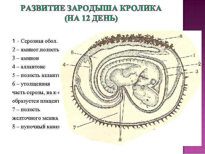 РАЗВИТИЕ ЗАРОДЫША КРОЛИКА (НА 12 ДЕНЬ) 1 – Серозная обол. 2 – амниот. полость