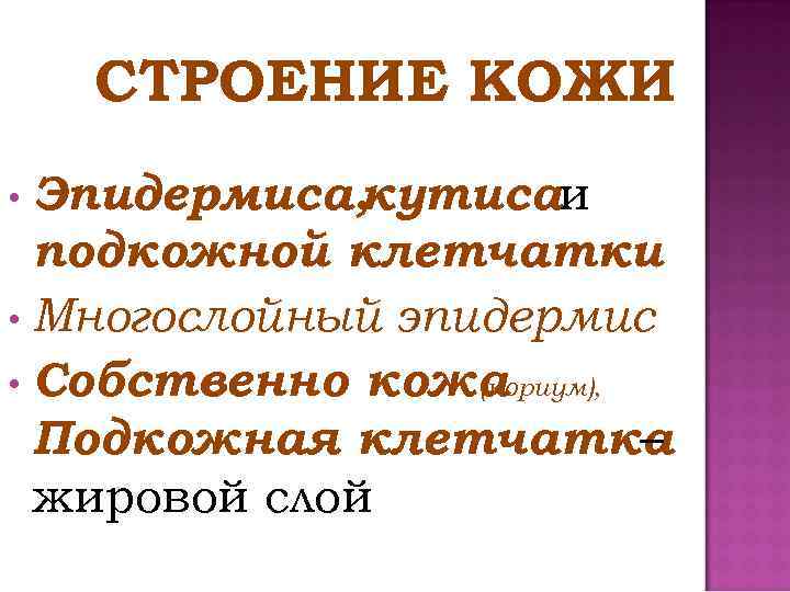 СТРОЕНИЕ КОЖИ Эпидермиса, кутисаи подкожной клетчатки • Многослойный эпидермис • Собственно кожа (кориум), Подкожная