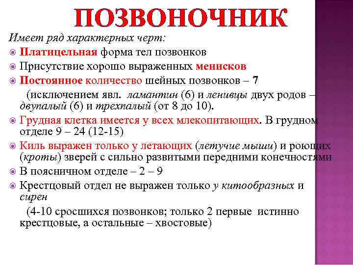 ПОЗВОНОЧНИК Имеет ряд характерных черт: Платицельная форма тел позвонков Присутствие хорошо выраженных менисков Постоянное