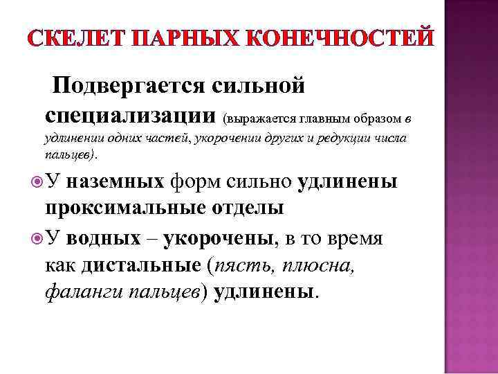 СКЕЛЕТ ПАРНЫХ КОНЕЧНОСТЕЙ Подвергается сильной специализации (выражается главным образом в удлинении одних частей, укорочении