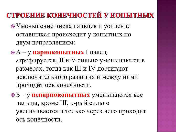 СТРОЕНИЕ КОНЕЧНОСТЕЙ У КОПЫТНЫХ Уменьшение числа пальцев и усиление оставшихся происходит у копытных по