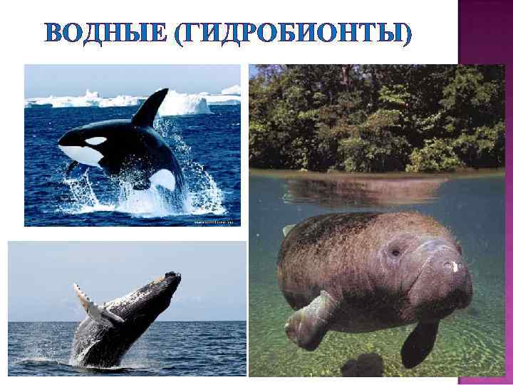 ВОДНЫЕ (ГИДРОБИОНТЫ) 