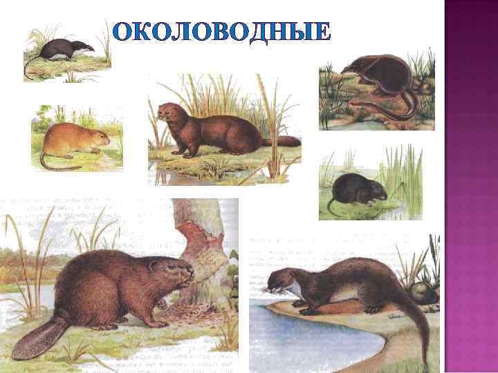 ОКОЛОВОДНЫЕ 