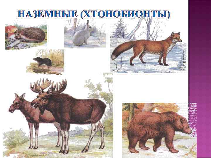 НАЗЕМНЫЕ (ХТОНОБИОНТЫ) 